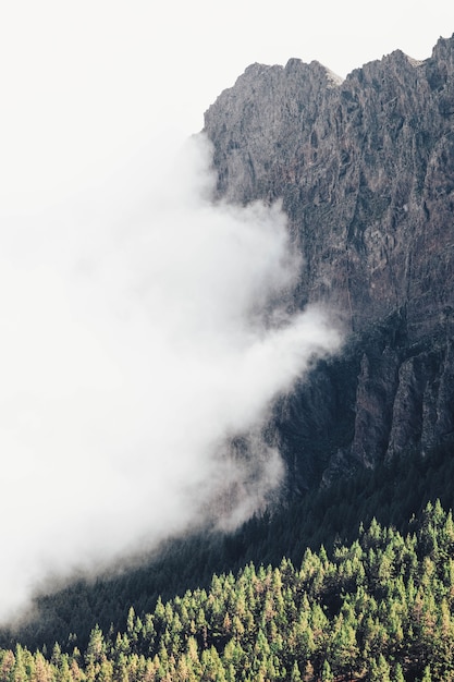 paysage de montagne fond brouillard et arbres