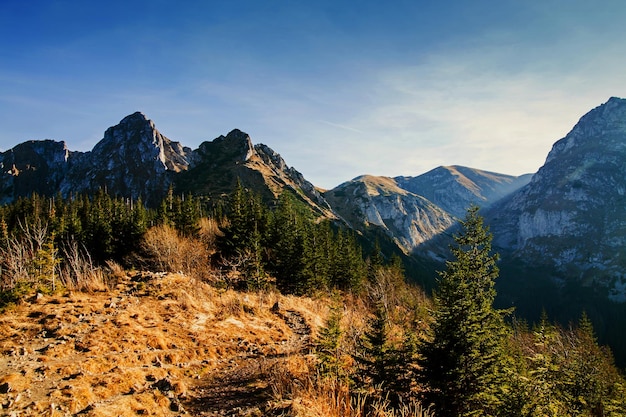 Paysage de montagne avec forêt d'arbres