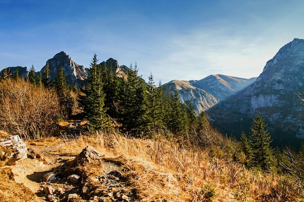 Paysage de montagne avec forêt d'arbres