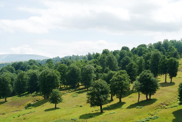 Paysage de montagne géorgien avec une route de campagne vue sur les bois