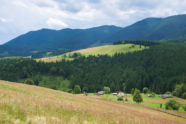 Paysage de montagne avec de l'herbe et des fleurs au premier plan. Journée ensoleillée. Carpates, Ukraine