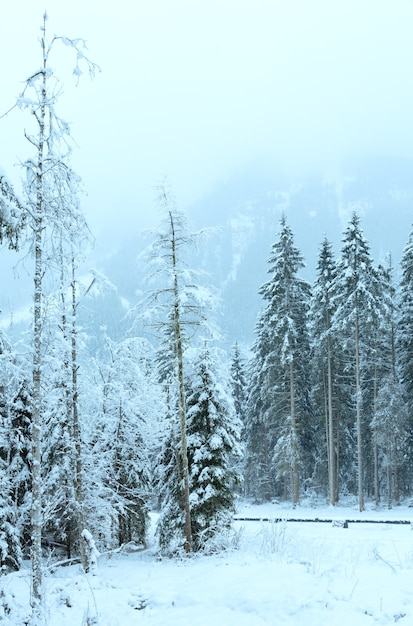 Paysage de montagne d'hiver couvert d'Alpes avec forêt de sapins et chutes de neige (Autriche, Tyrol).