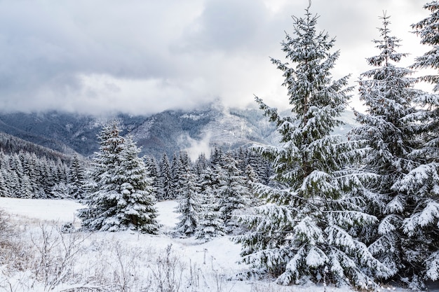 Paysage de montagne d'hiver dans les Tatras. Slovaquie.
