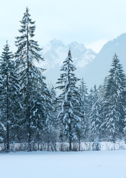 Paysage de montagne d'hiver avec forêt de sapins enneigés.