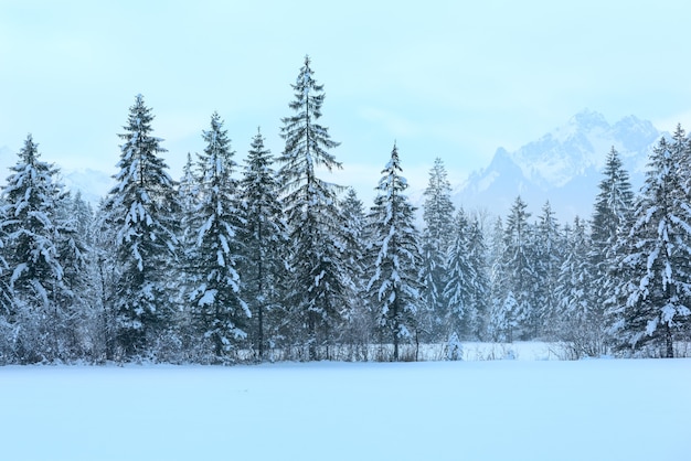 Paysage de montagne d'hiver avec forêt de sapins enneigés.