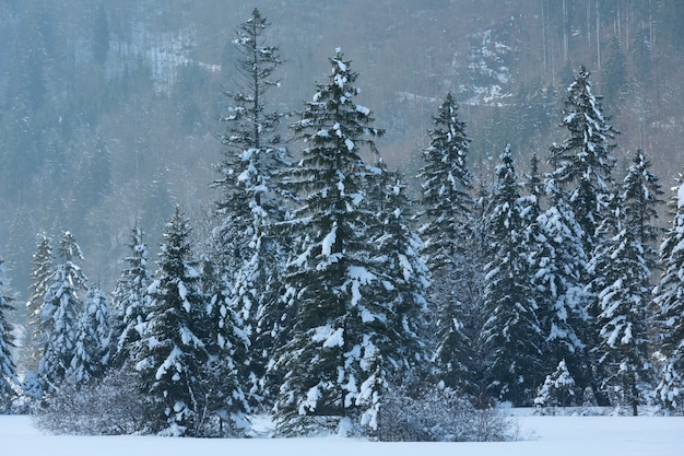 Paysage de montagne d'hiver avec forêt de sapins enneigés.