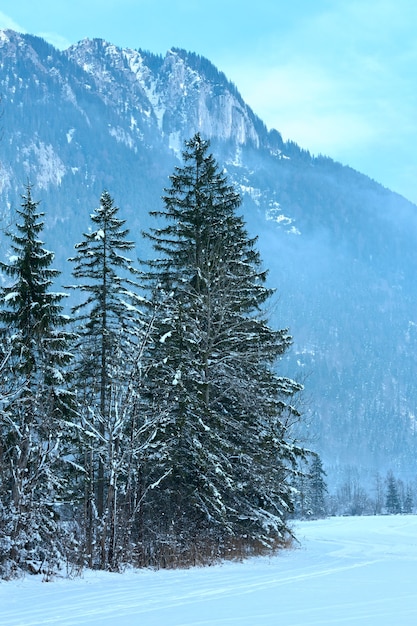 Paysage de montagne d'hiver avec forêt de sapins enneigés.