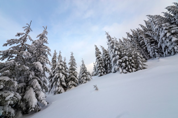 Paysage de montagne d'hiver magnifique. Grands sapins épineux vert foncé recouverts de neige sur les sommets des montagnes et le ciel nuageux.