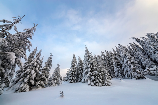 Paysage de montagne d'hiver magnifique. Grands sapins épineux vert foncé recouverts de neige sur les sommets des montagnes et fond de ciel nuageux.