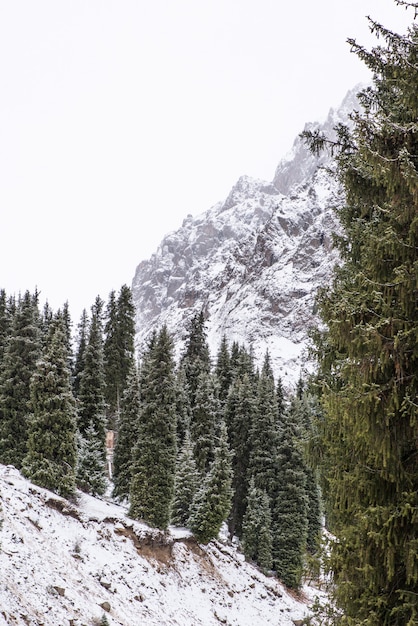 Paysage de montagne d'hiver avec des pins