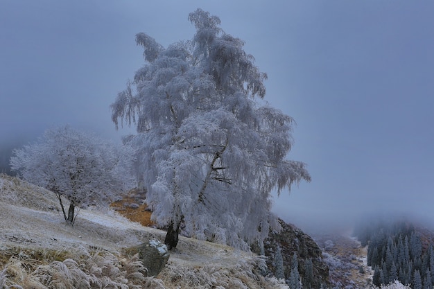 paysage de montagne d'hiver avec des sapins enneigés