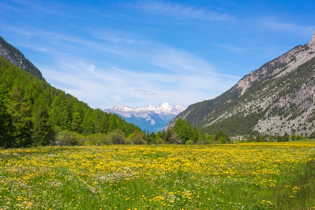 Paysage de montagne idyllique de prairie en fleurs vert et jaune avec la chaîne de montagnes enneigée Chaîne de montagnes du massif des Écrins en arrière-plan.