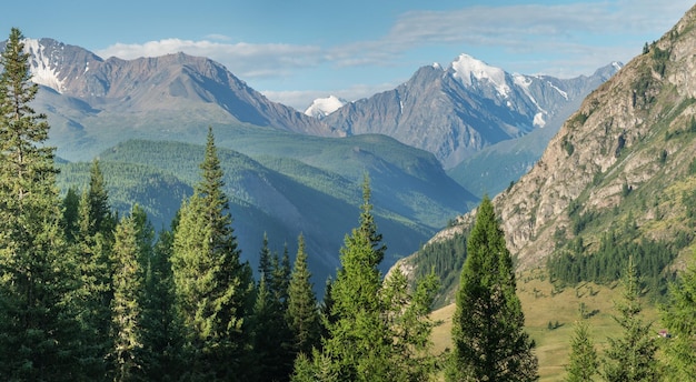 Paysage de montagne un jour d'été forêts vertes