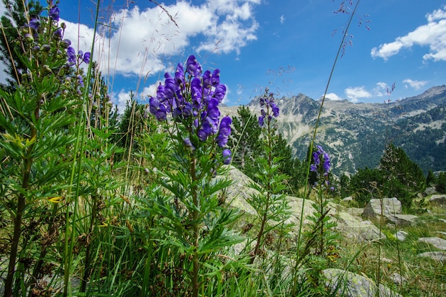 Paysage de montagne, nature pure