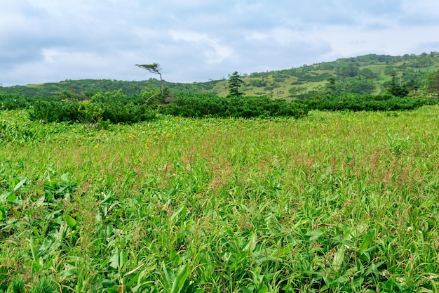 Paysage de montagne naturel sur l'île de Kunashir, mise au point partiellement floue sur l'herbe en fleurs et les tiges de bambou à proximité