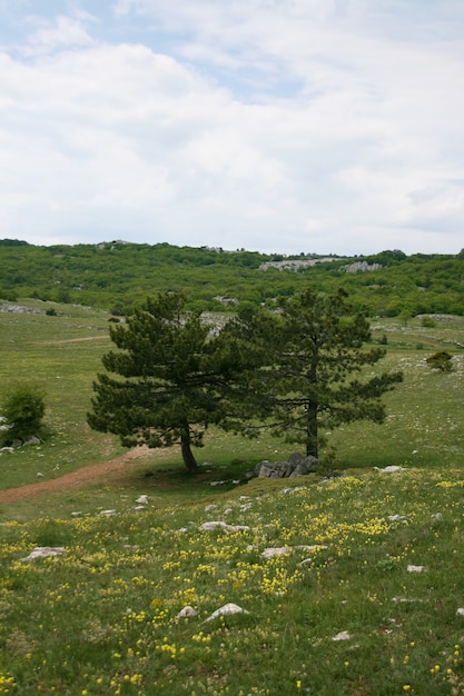 Paysage de montagne. Paysage de montagne. Pelouse verte dans les montagnes