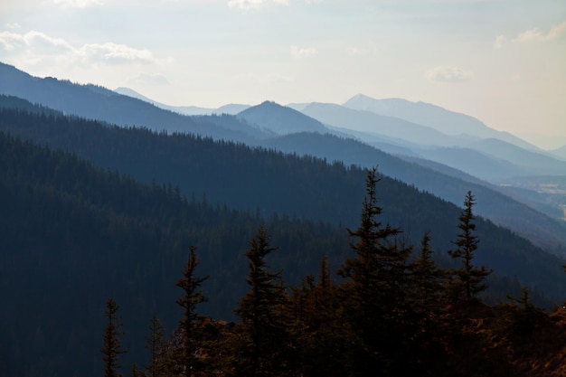 Paysage de montagne avec des pins