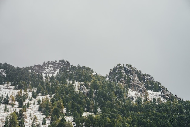 Paysage de montagne pittoresque avec des rochers pointus sur une colline enneigée avec des conifères. Pic rocheux pointu avec des arbres au sommet de la montagne avec forêt dans la neige. Épinettes vertes et mélèzes jaunes en automne sous la neige