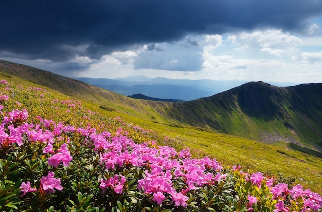 Paysage de montagne avec prairie fleurie. Fleurs de rhododendrons roses. Ciel orageux sur la crête. Carpates, Ukraine