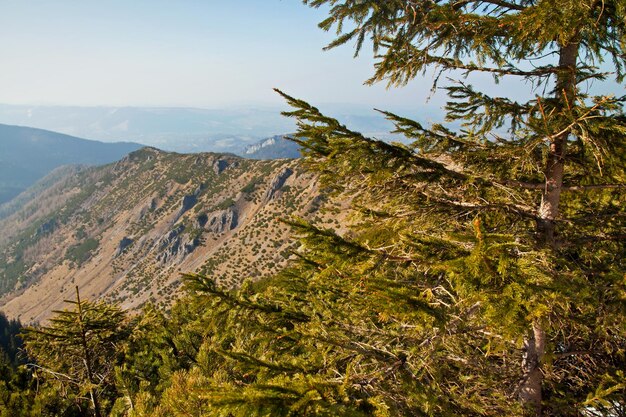 Paysage de montagne avec rochers et arbres