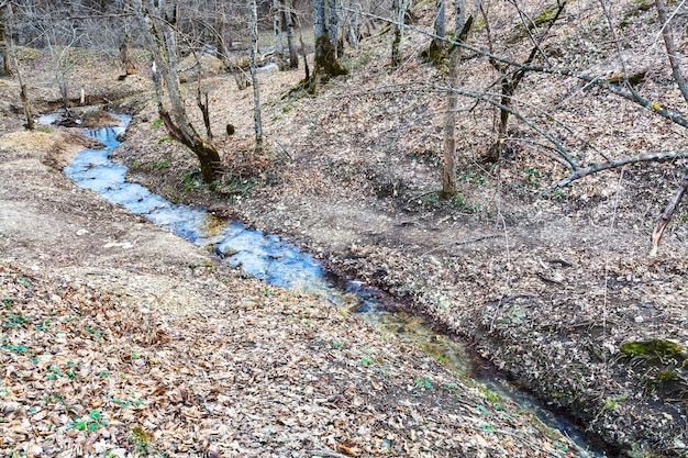 Paysage de montagne avec ruisseau dans les bois au printemps