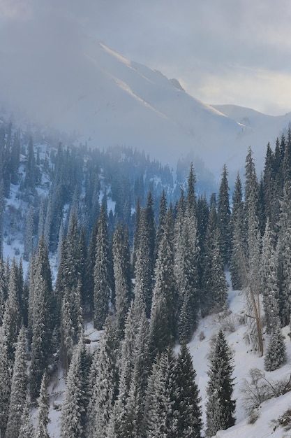 paysage de montagne avec sapins enneigés