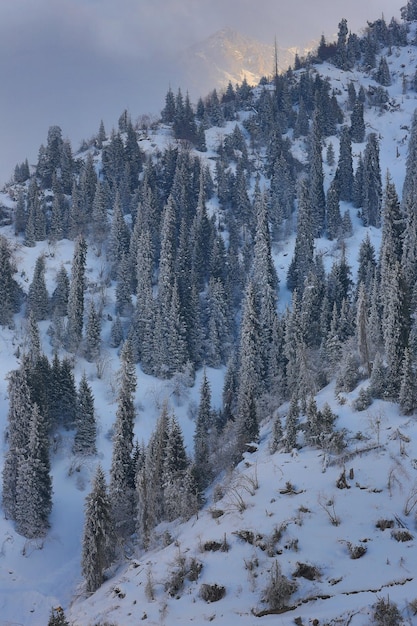 paysage de montagne avec sapins enneigés