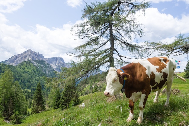 Paysage de montagne avec vache en premier plan, alpes italiennes. Panorama des Dolomites