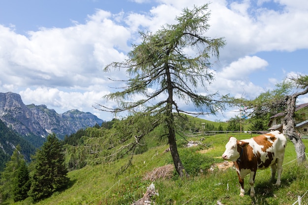 Paysage de montagne avec vache en premier plan, alpes italiennes. Panorama des Dolomites