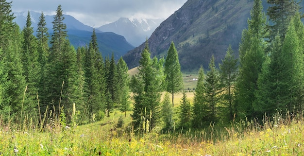 Paysage de montagne, verdure estivale, forêt et montagnes dans les nuages