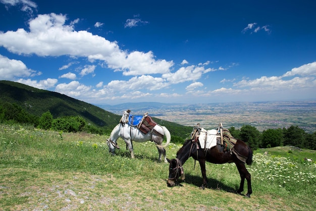 paysage de montagne