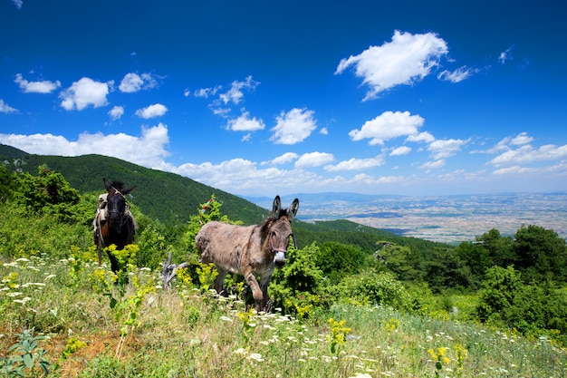 Paysage de montagne