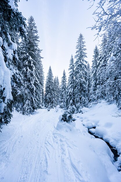 Paysage de montagnes alpines avec neige blanche et ciel bleu Coucher de soleil hiver dans la nature Arbres givrés sous la lumière du soleil Merveilleux paysage hivernal