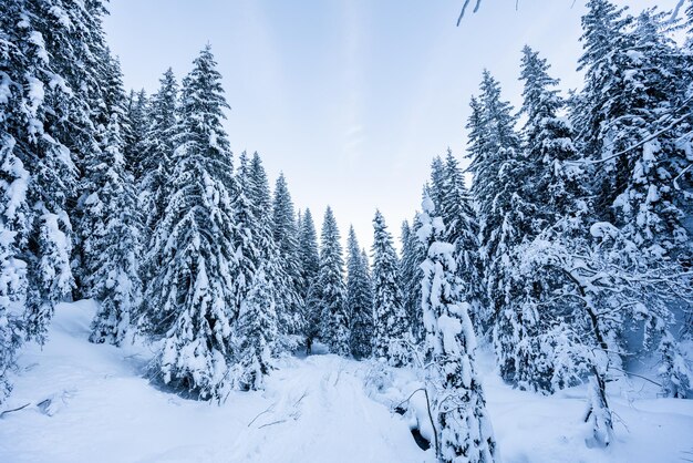 Paysage de montagnes alpines avec neige blanche et ciel bleu Coucher de soleil hiver dans la nature Arbres givrés sous la lumière du soleil Merveilleux paysage hivernal