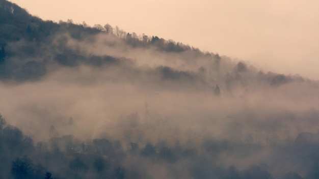 paysage de montagnes brumeuses avec des arbres