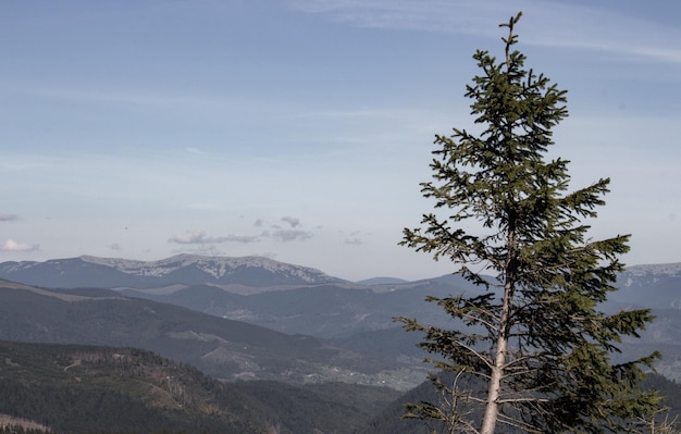 Paysage de montagnes des Carpates Montagnes aériennes avec pin au premier plan Nature ukrainienne