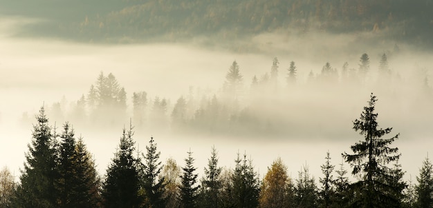 Paysage de montagnes des Carpates