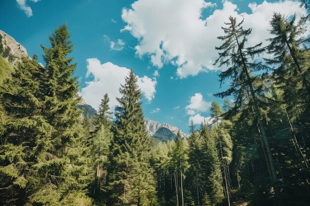 Paysage de montagnes et de forêts de pins