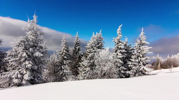 Paysage de montagnes d'hiver avec de hauts épicéas et de la neige