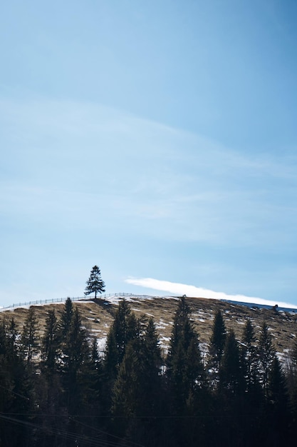 Paysage de montagnes karpaties ukrainiennes Arbre solitaire sur la colline