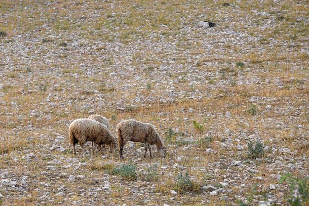 Photo paysage avec des montagnes de sable de moutons de montagne broutant