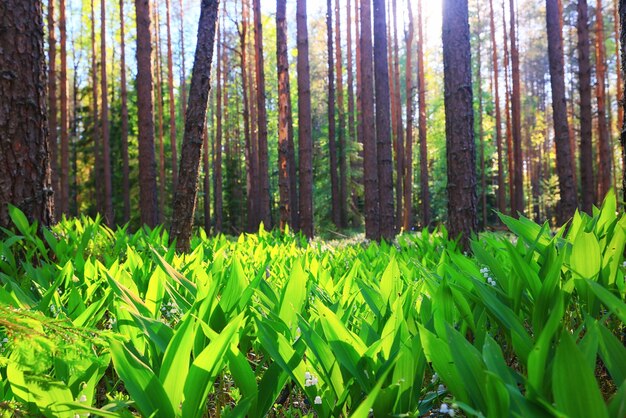 paysage de muguet dans le fond de la forêt, vue sur la saison verte de la forêt