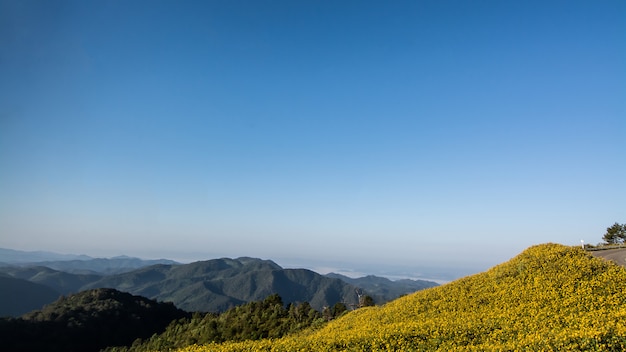 Paysage nature fleur champ de tournesol mexicain Tung Bua Tong, Mae Hong Son, Thaïlande