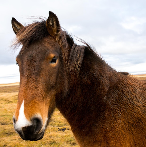 Le paysage et la nature d'Islande