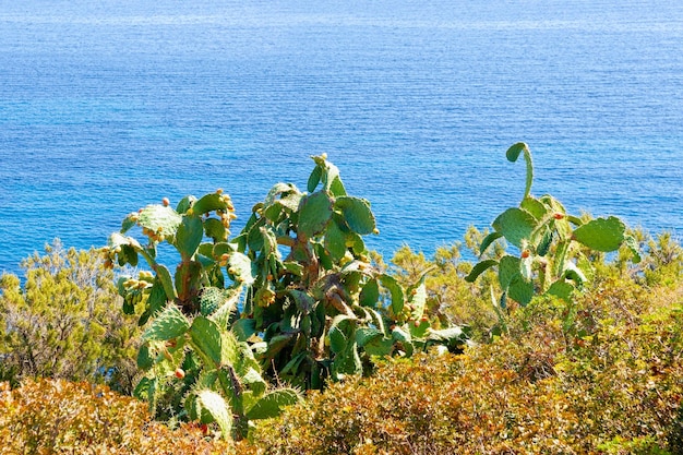 Paysage avec nature à la mer Méditerranée à Villasimius à Cagliari en Sardaigne en Italie en été. Vue sur la plage sarde en Sardaigne. Plantes de cactus verts.