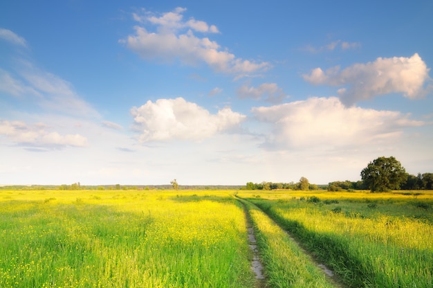 Paysage de nature printanière avec route rurale et champ de fleurs jaunes