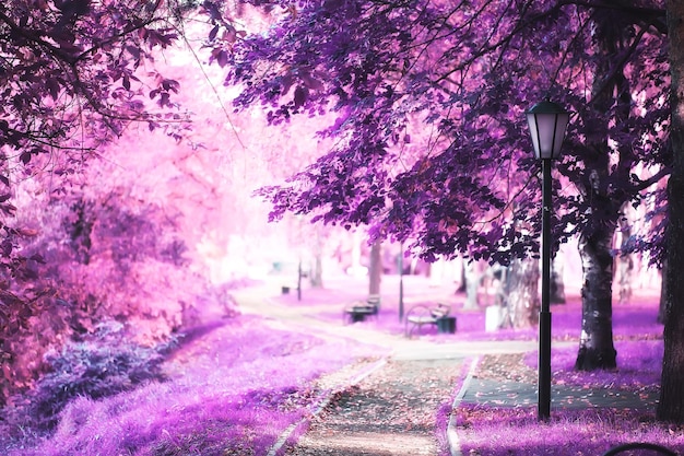 paysage de nature rose, parc de fleurs de fond de printemps à l'extérieur