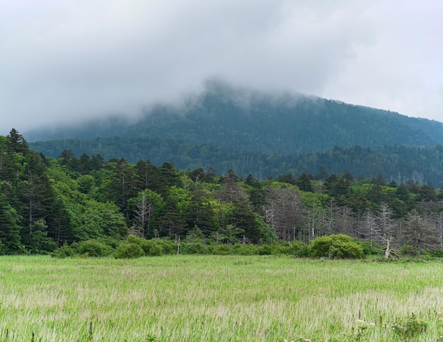 Paysage naturel brumeux avec prairie sauvage et montagne boisée partiellement cachée par la couverture nuageuse