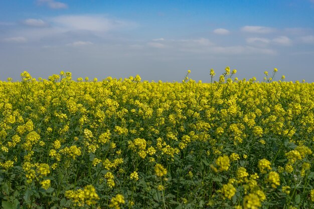 Paysage naturel avec un champ de colza