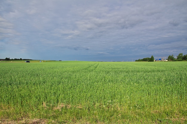 paysage naturel avec un champ vert